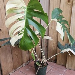 Giant Monstera Deliciosa Alba Albo variegated LIVE PLANT 3ft tall