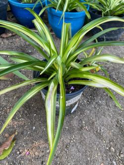 Stripped Spider Plant