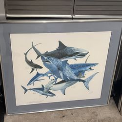 Shark Picture 