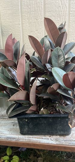Ficus plants