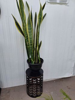 Planta y vasa