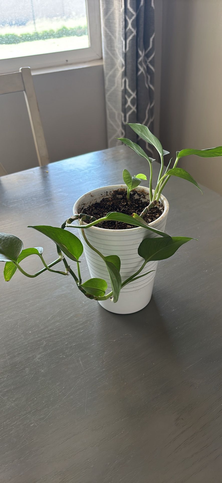 Live Plant