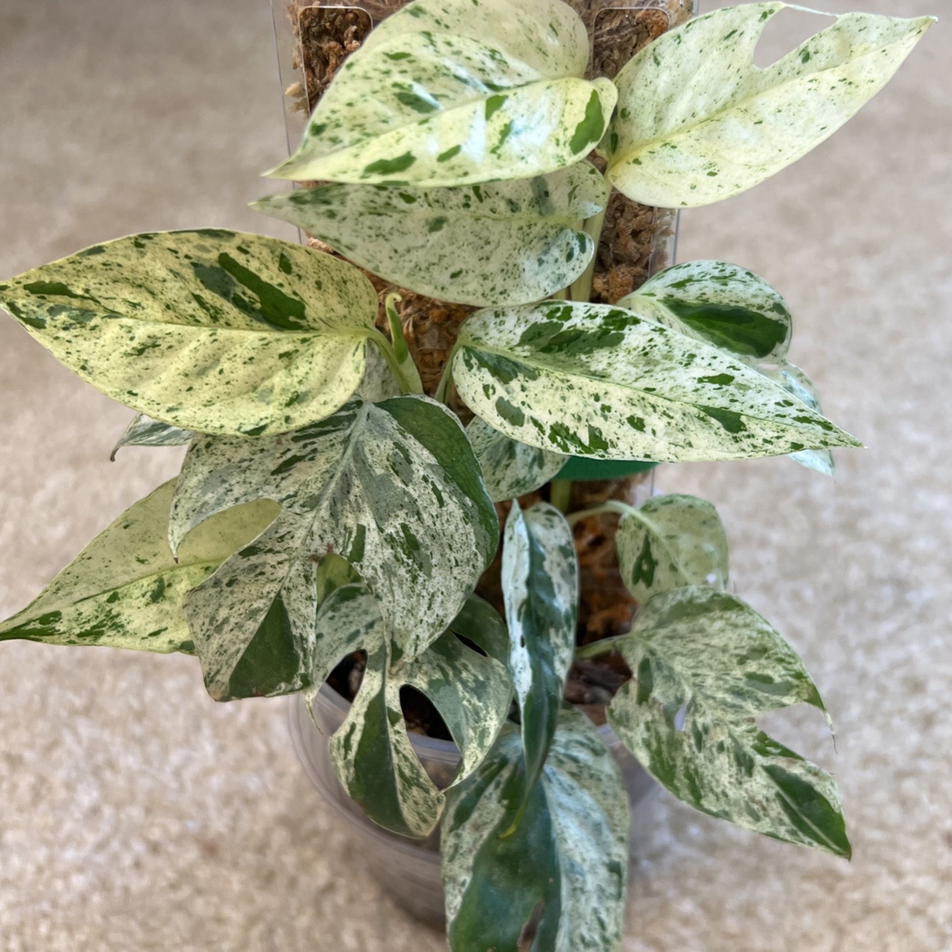 Epipremnum pinnatum Marble for Sale in Irvine, CA - OfferUp