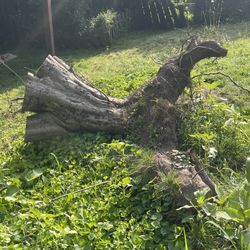 Free Apple Tree Wood