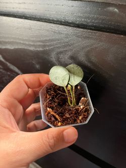 Lacunosa mint coin