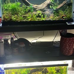 Shrimp Tank