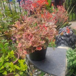 Plants With Pots And Stand 