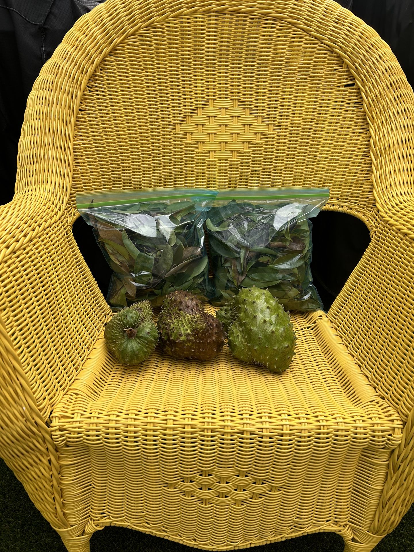 Sour Sop Leaves