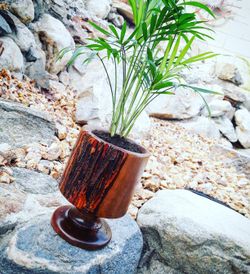 Wooden Plant Holder(includes plant)