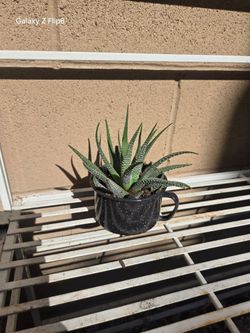 Suculenta