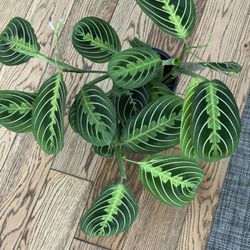 Lime Lemon Maranta Prayer Plant