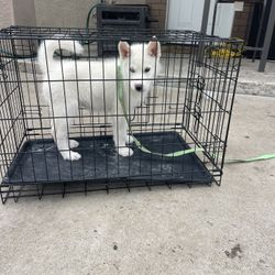 Dog Cage 
