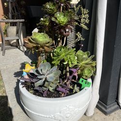 Large Beautiful Succulent Planter 