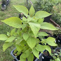 Shiso Plant (Perilla) - Japanese Basil