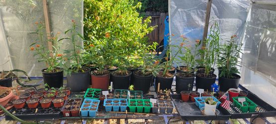 Milkweed Plants - $10 to $40