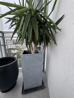 Yuka Plant With Planter And Base Tray