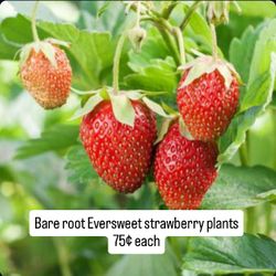 Bare Root Eversweet Strawberry Plants