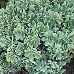 Big Aeoneum Plant Easy Care Succulents 