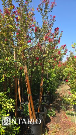 Dynamite" crape myrtle