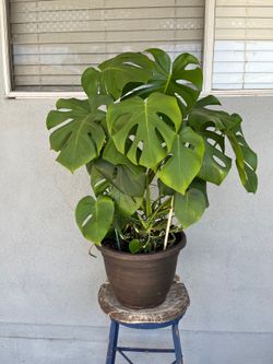 Beautiful Monstera