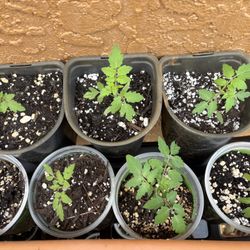 Everglade Tomato Starter Plants 