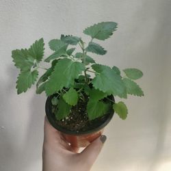 Catnip Mint Live Plant
