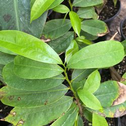 guanabana plant Soursop Plant