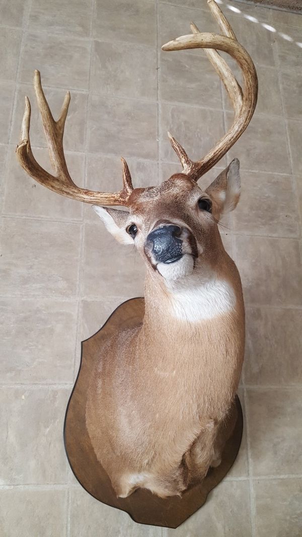 HUGE mounted deer head for Sale in Cumming, GA OfferUp