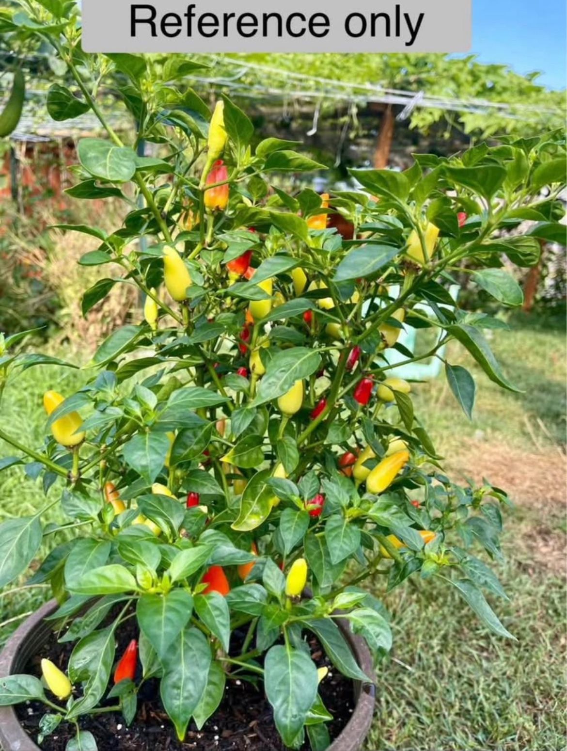 Tabasco Chili Pepper - pimiento picante