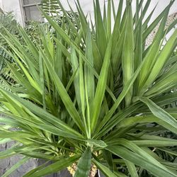 XL Yucca Cane Plant 7ft Tall