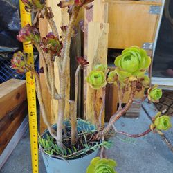 2ft succulent combination 