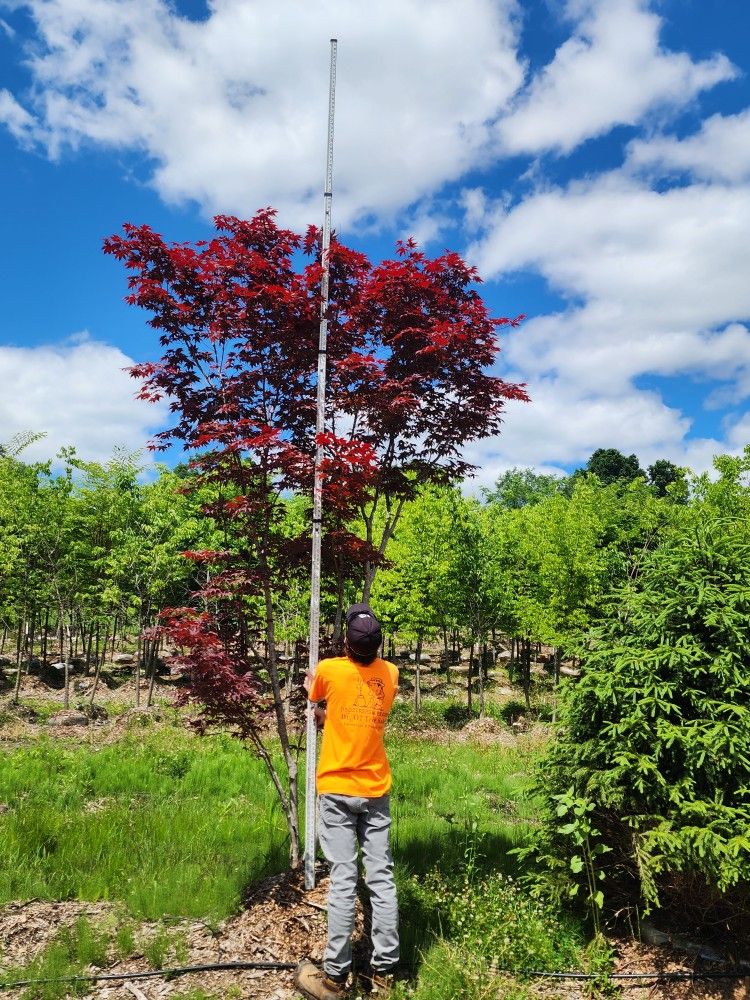 Japanese Maple Multi Stem
