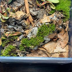 Bioactive terrarium