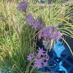 Society Garlic $12 Each 