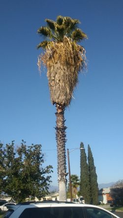 Remove palm