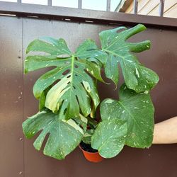 6” Monstera Thai Constellation 