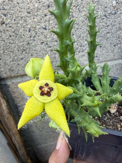 Orbea Semota  lutea