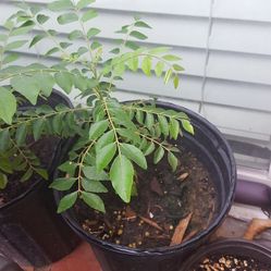 Indian Curry leaf plant