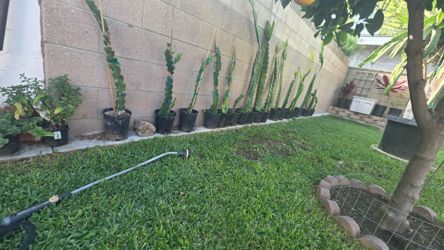 Dragon fruit plant