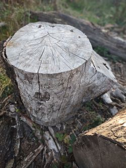 Rustic Weathered Wood Log Slice