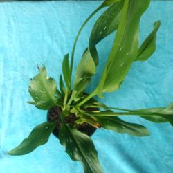 Lily Plants