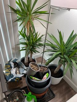 Mini palms x2 and lots of gardening equipment