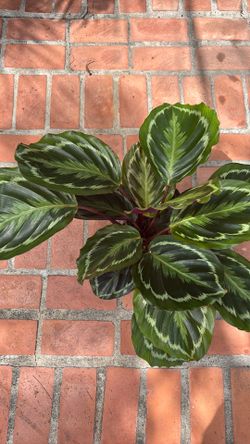 Calathea Medallion tropical houseplant 6” pot