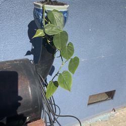 Diferente planta para adentro de la casa