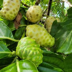 Noni Fruit 🌳 Tree 