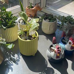  Plants For Sale In Pots