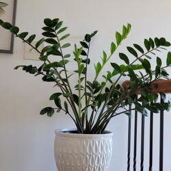ZZ  Indoor Plant Without Pot