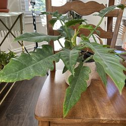 House Plants - Begonia Maculata, Philodendron Jungle Boogie, Philodendron Fuzzy Petiole 
