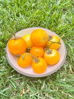Organic Yellow Tomatoes on Vine - $8 for 16 oz