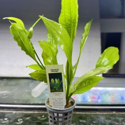 Amazon Sword Live Aquarium Potted Plant